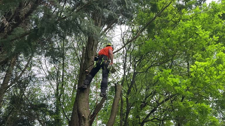 Best Emergency Tree Removal  in Guyton, GA