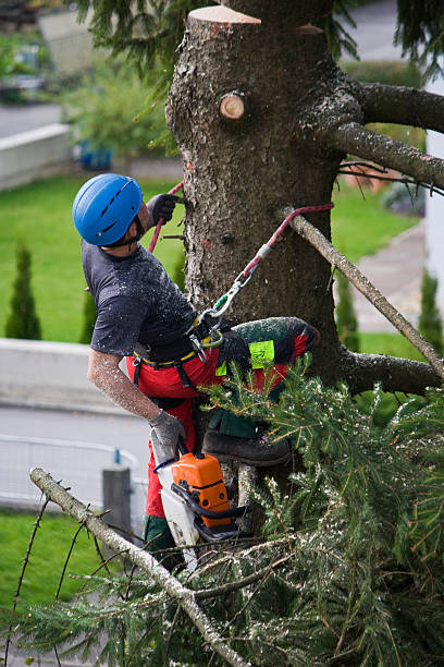 Best Firewood Processing and Delivery  in Guyton, GA