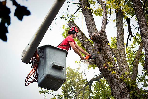 How Our Tree Care Process Works  in  Guyton, GA