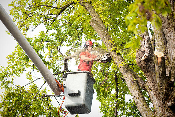 Best Palm Tree Trimming  in Guyton, GA